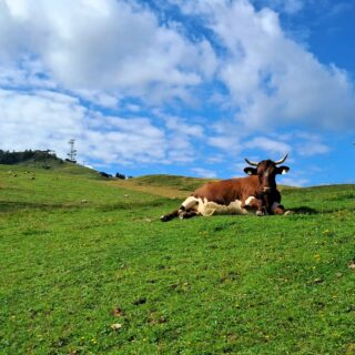 Die Kühe genießen die "Sommerfrische" auf der #LofererAlm.
Das Leben genießen in der #KitzbühelerAlpen
#GästehausElisabethFieberbrunn
#FerienwohnungSaalbachFieberbrunn
#PillerseeTal #Fieberbrunn #Tirol