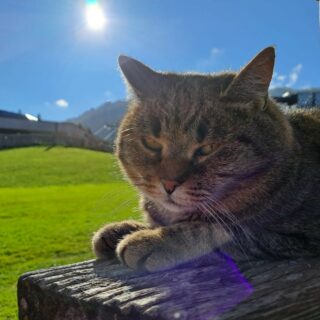 Katze, Mensch und Tier genießen die fantastischen, traumhaften Herbsttage in den #KitzbühelerAlpen
#GästehausElisabethFieberbrunn
#FerienwohnungSaalbachFieberbrunn
#PillerseeTal #Fieberbrunn #Tirol