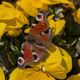 Auf der Sonnenseite von Fieberbrunn, erfreuen uns so richtige Frühlingsgefühle.
Das Leben genießen in den #KitzbühelerAlpen, auch eine Woche nach Ostern noch immer sehr gute #Schneeverhältnisse auf allen Pisten bis ins Tal.
Am morgen auf dem #Lärchfilzkogel das #Morgenrot bewundern, #einfachnurbärig.
#GästehausElisabethFieberbrunn
#FerienwohnungSaalbachFieberbrunn
#PillerseeTal #Fieberbrunn #Tirol
#daWerna