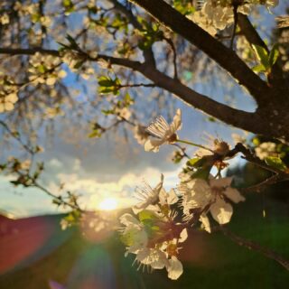 Der #Frühling zieht über unser wunderschönes Land.
#einfachnurbärig.
Das Leben genießen in den #KitzbühelerAlpen
#GästehausElisabethFieberbrunn
#FerienwohnungSaalbachFieberbrunn
#PillerseeTal #Fieberbrunn #Tirol
#daWerna