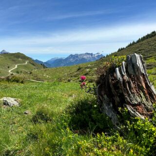 Frühlingsblumen „Reichtum“ in den #TirolerBergen#
#einfachnurbärig.
Das Leben genießen in den #KitzbühelerAlpen
#GästehausElisabethFieberbrunn
#FerienwohnungSaalbachFieberbrunn
#PillerseeTal #Fieberbrunn #Tirol
#daWerna