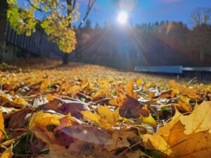 Herbstlaub in bunten Wäldern im Pillerseetal