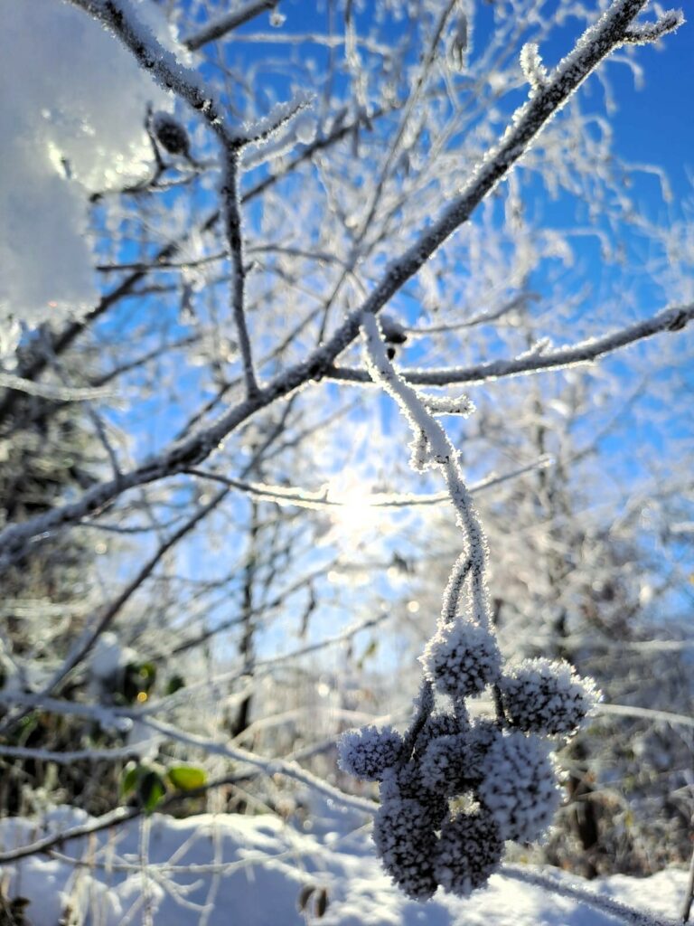 Gefrorene Früchte in herrlicher Winterlandschaft