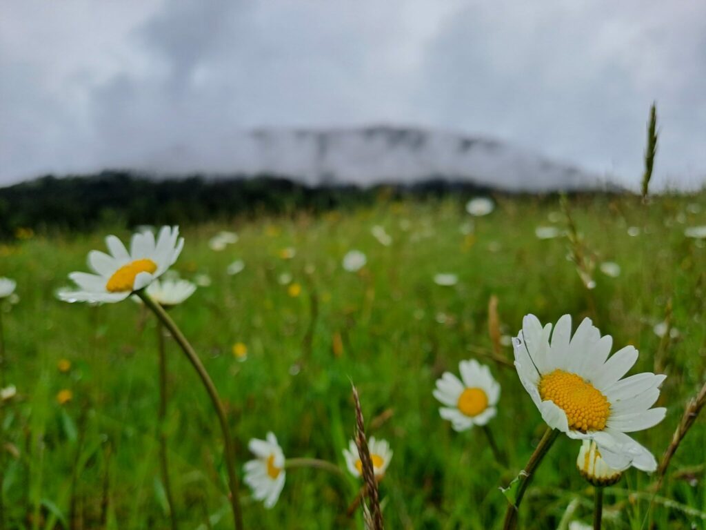 Frühlingsblumenwiese im Mai