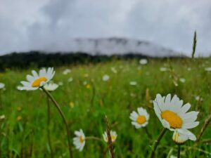 Frühlingsblumenwiese im Mai