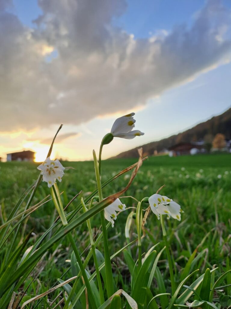 Frühlingsboten in St. Jakob