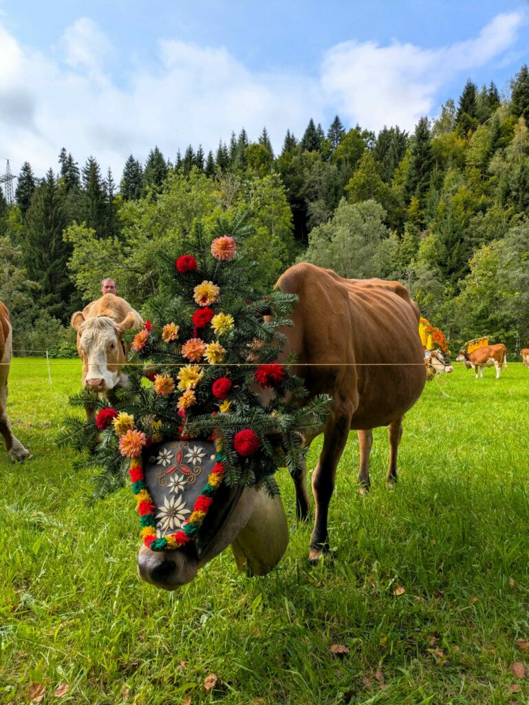 Almabtrieb der Bauern im September in Fieberbrunn